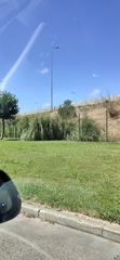 Cortaderia selloana