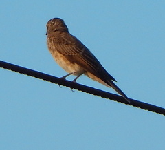 Muscicapa