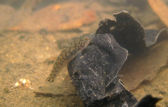 Mugilogobius