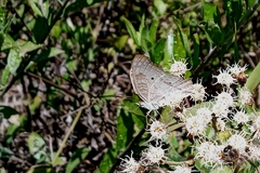 Anartia jatrophae