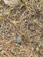Stenobothrus eurasius