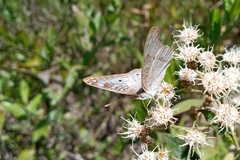 Anartia jatrophae