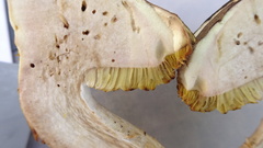 Xerocomus ferrugineus