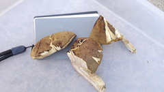 Xerocomus ferrugineus