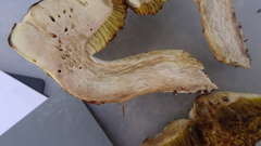 Xerocomus ferrugineus