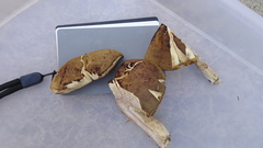 Xerocomus ferrugineus