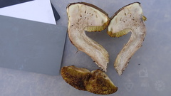 Xerocomus ferrugineus