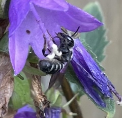 Megachile campanulae