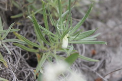 Onosma tanaitica