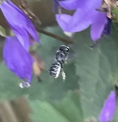 Megachile campanulae