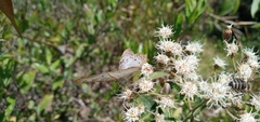 Anartia jatrophae