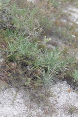 Onosma tanaitica