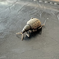 Otiorhynchus aurifer