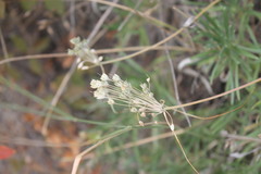 Allium inaequale