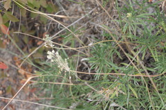 Allium inaequale