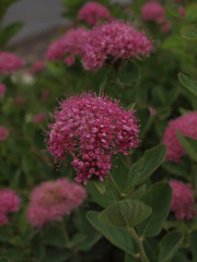 Spiraea splendens splendens