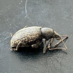 Otiorhynchus aurifer