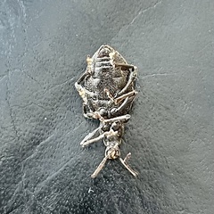 Otiorhynchus aurifer