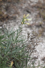 Onosma tanaitica