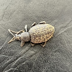 Otiorhynchus aurifer