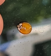Harmonia axyridis