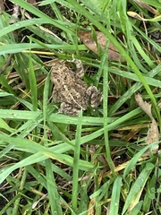 Anaxyrus americanus