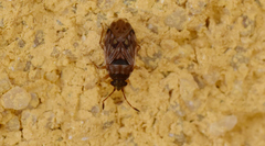 Hyalochilus ovatulus