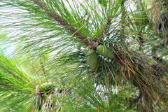 Pinus tabuliformis