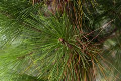 Pinus tabuliformis