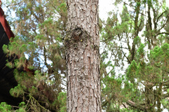 Pinus tabuliformis