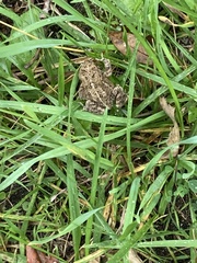 Anaxyrus americanus