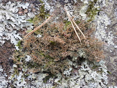 Sphaerophorus fragilis