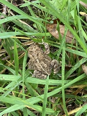 Anaxyrus americanus