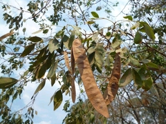 Albizia adinocephala