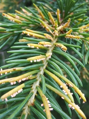 Chrysomyxa rhododendri