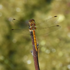 Sympetrum striolatum
