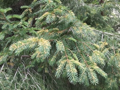 Chrysomyxa rhododendri