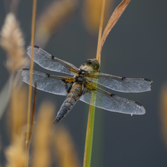 Libellula quadrimaculata