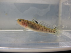 Mugilogobius