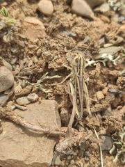 Stenobothrus eurasius