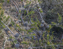 Allocasuarina thuyoides