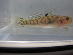 Mugilogobius