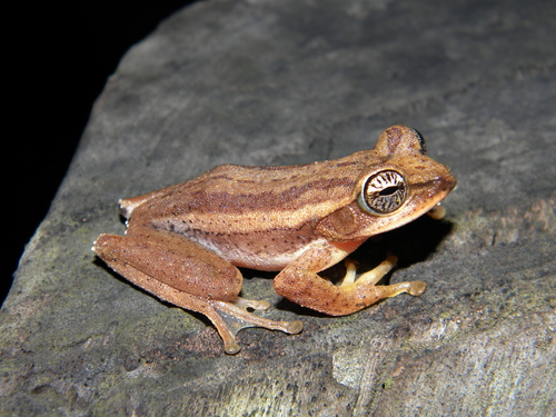 Kadalar swamp frog, Beddomixalus bijui