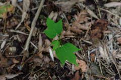 Liquidambar formosana