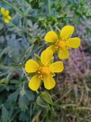 Potentilla intermedia
