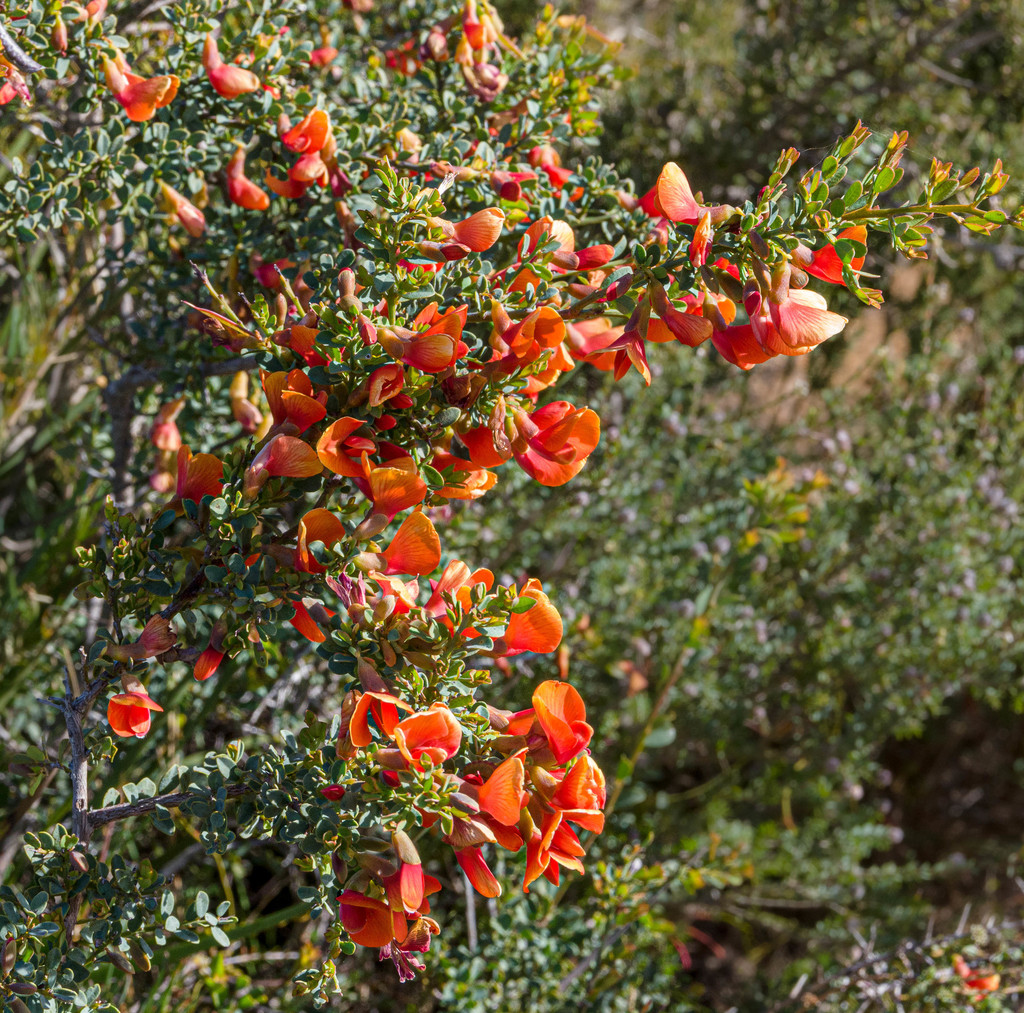 Bossiaea preissii