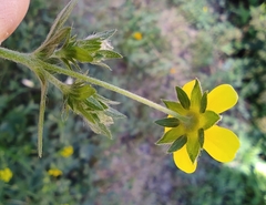 Potentilla intermedia