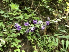 Delphinium exaltatum