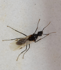 Camponotus vagus