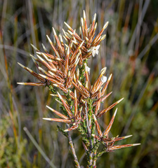 Lysinema pentapetalum